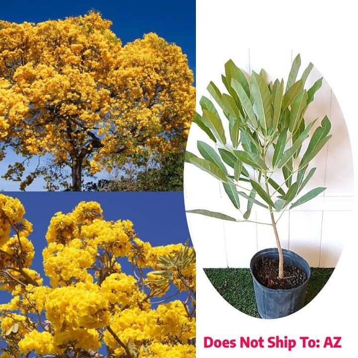 Outdoor Yellow Trumpet Tree 2-3 ft Tall Beautiful Flowering Tabebuia Tree