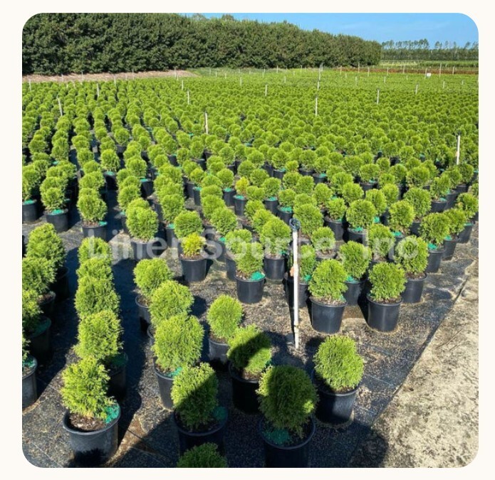 Little Giant Arborvitae Topiary Ball in 2gal Pot 1-2ft H Evergreen Outdoor Plant