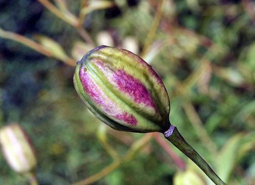 Lilium superbum | Turk’s Cap, American Tiger, or Swamp Lily | 10 Seeds