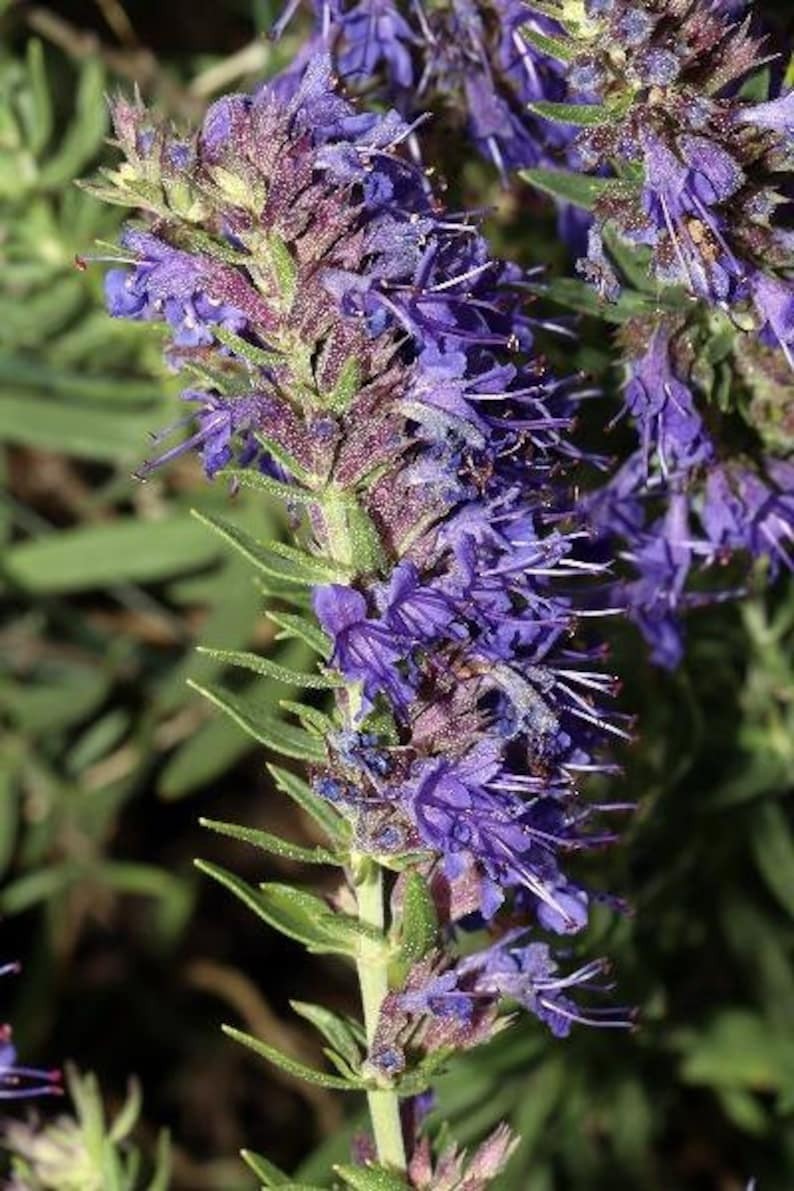 Hyssop (Blue) Seeds Hyssopus Officinalis. Free Shipping!