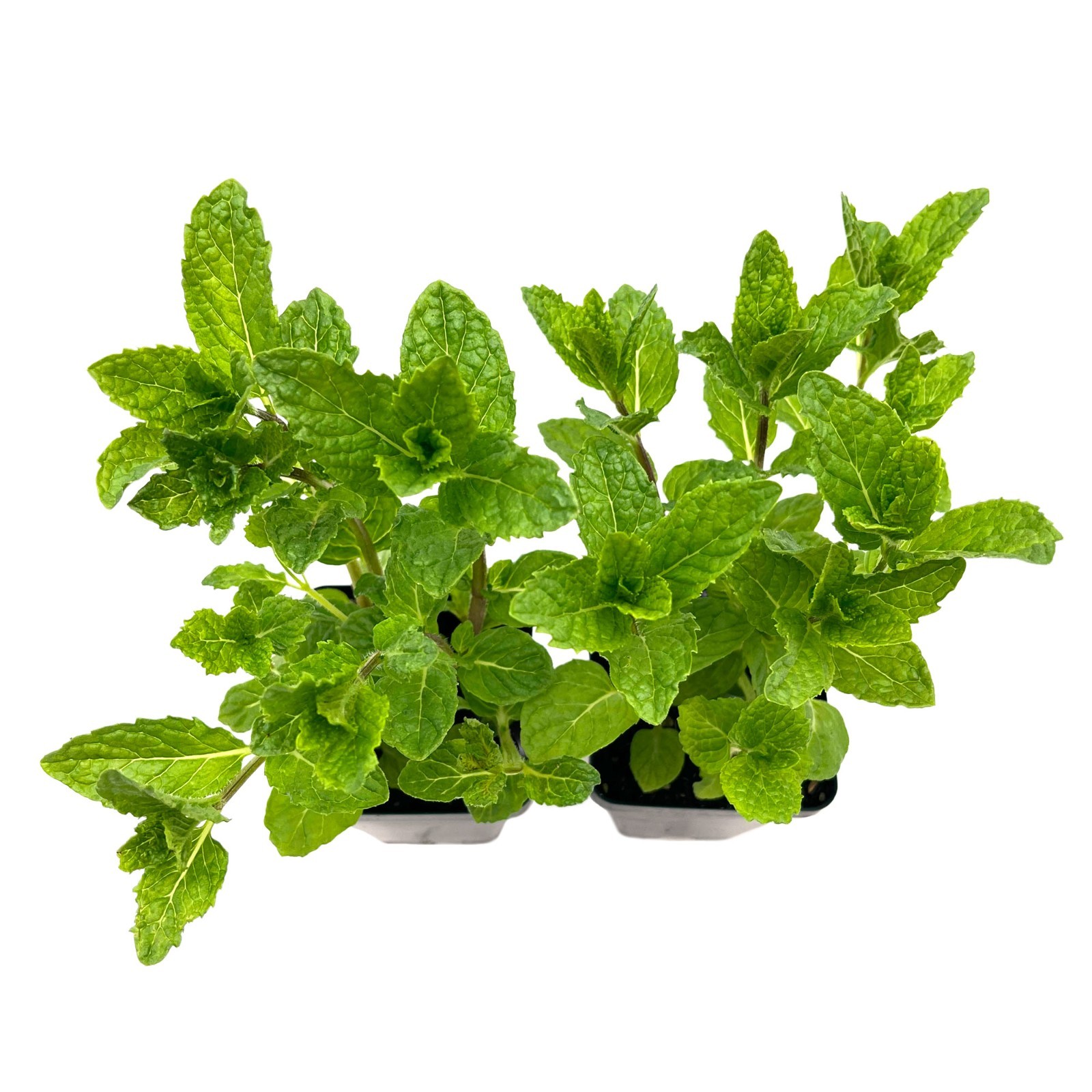 3 Spearmint Plants (Mentha spicata) Fragrant, Edible Culinary Herb for Gardens
