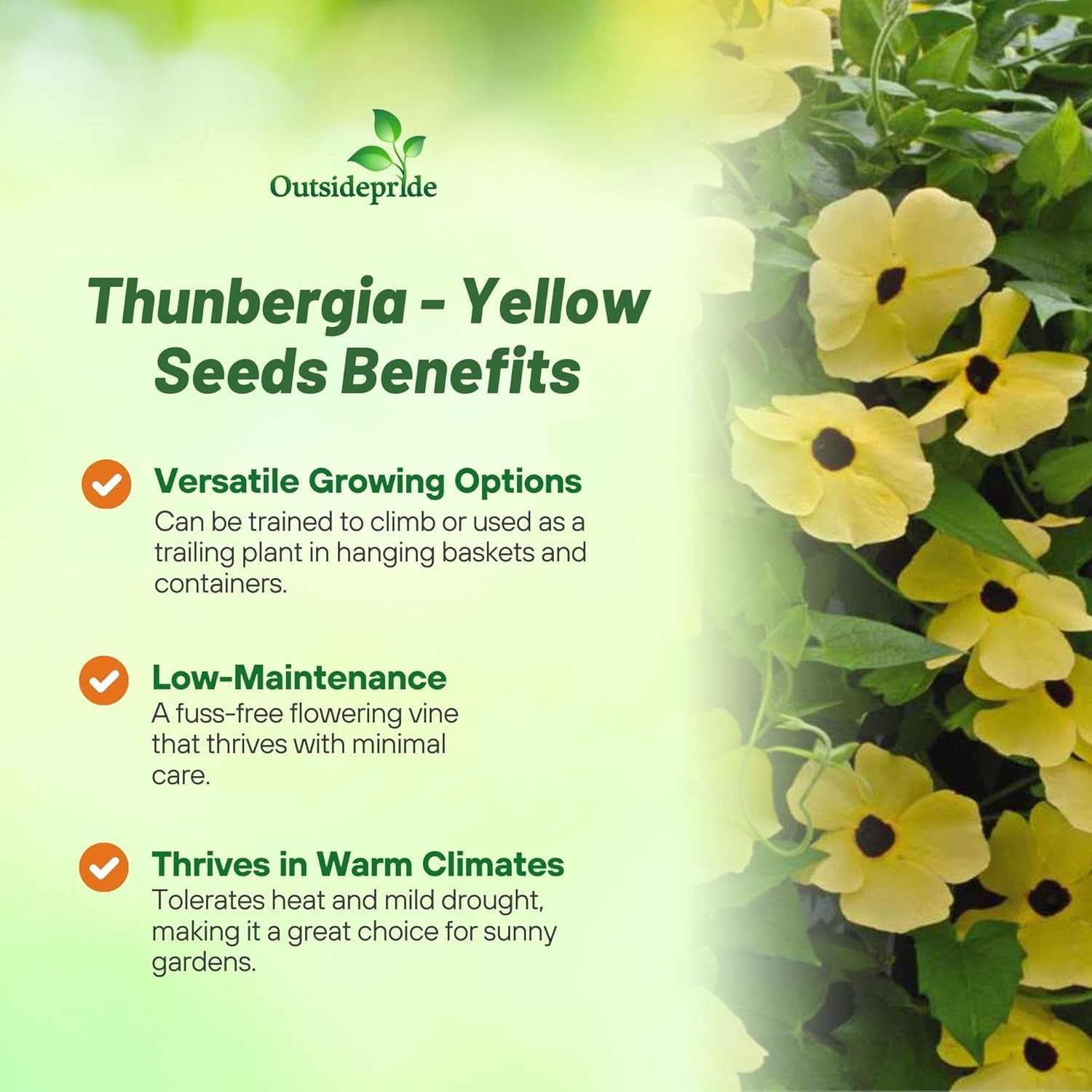 200 Seeds Thunbergia Seeds – Yellow Black Eyed Susan Vine Flower Seed