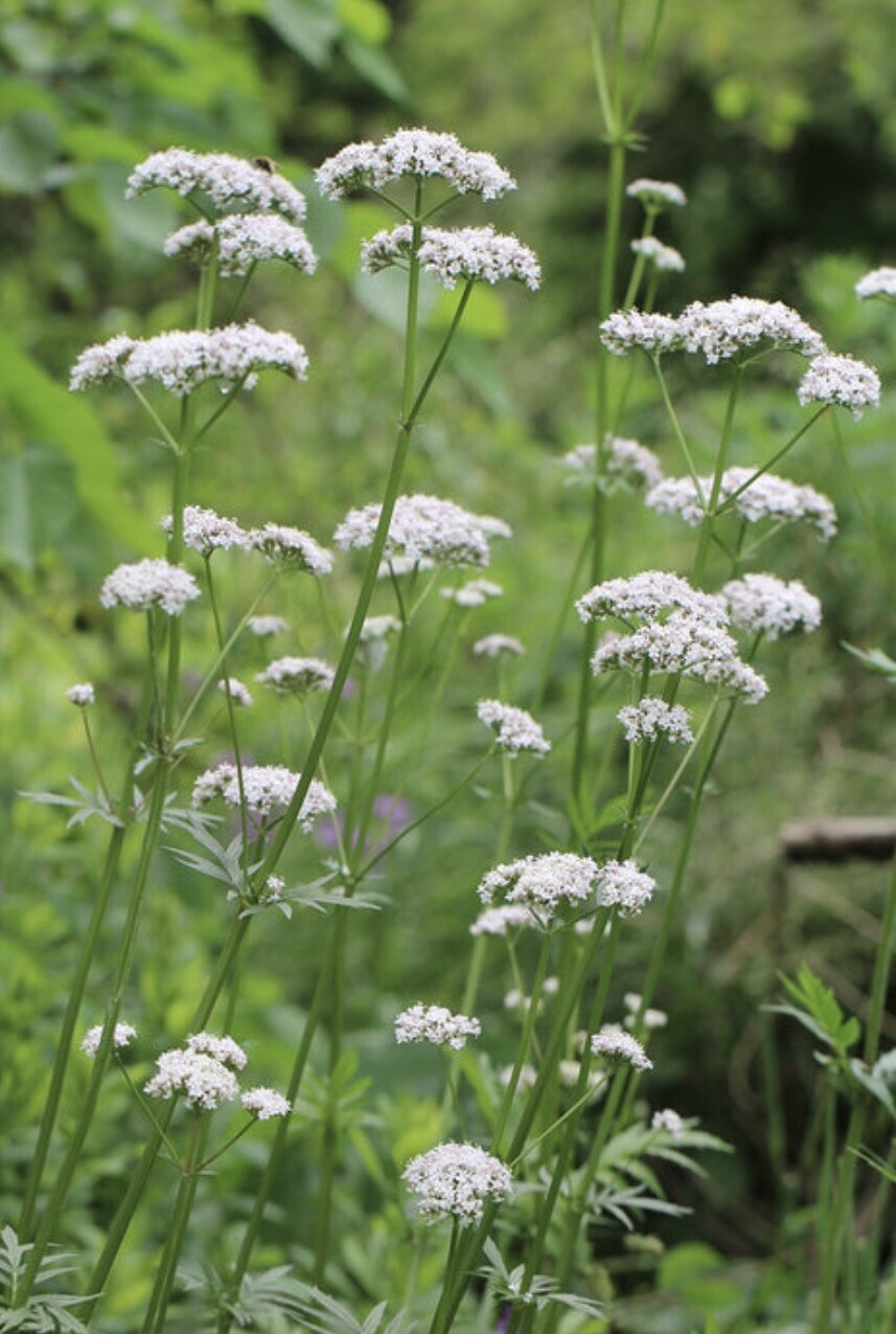 150 Valerian Seeds-Medicinal Plant-NON GMO-Valeriana officinalis