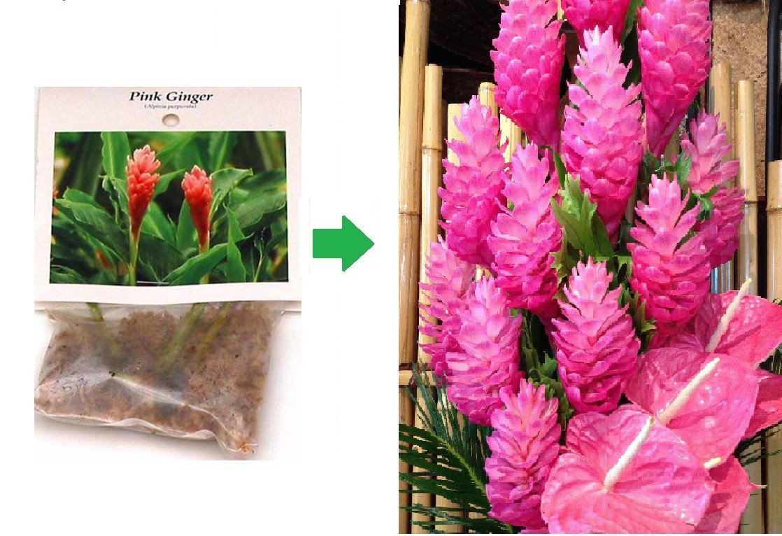 Pink Hawaiian Ginger Plant (Alpinia purpurata) Roots 2 Pack