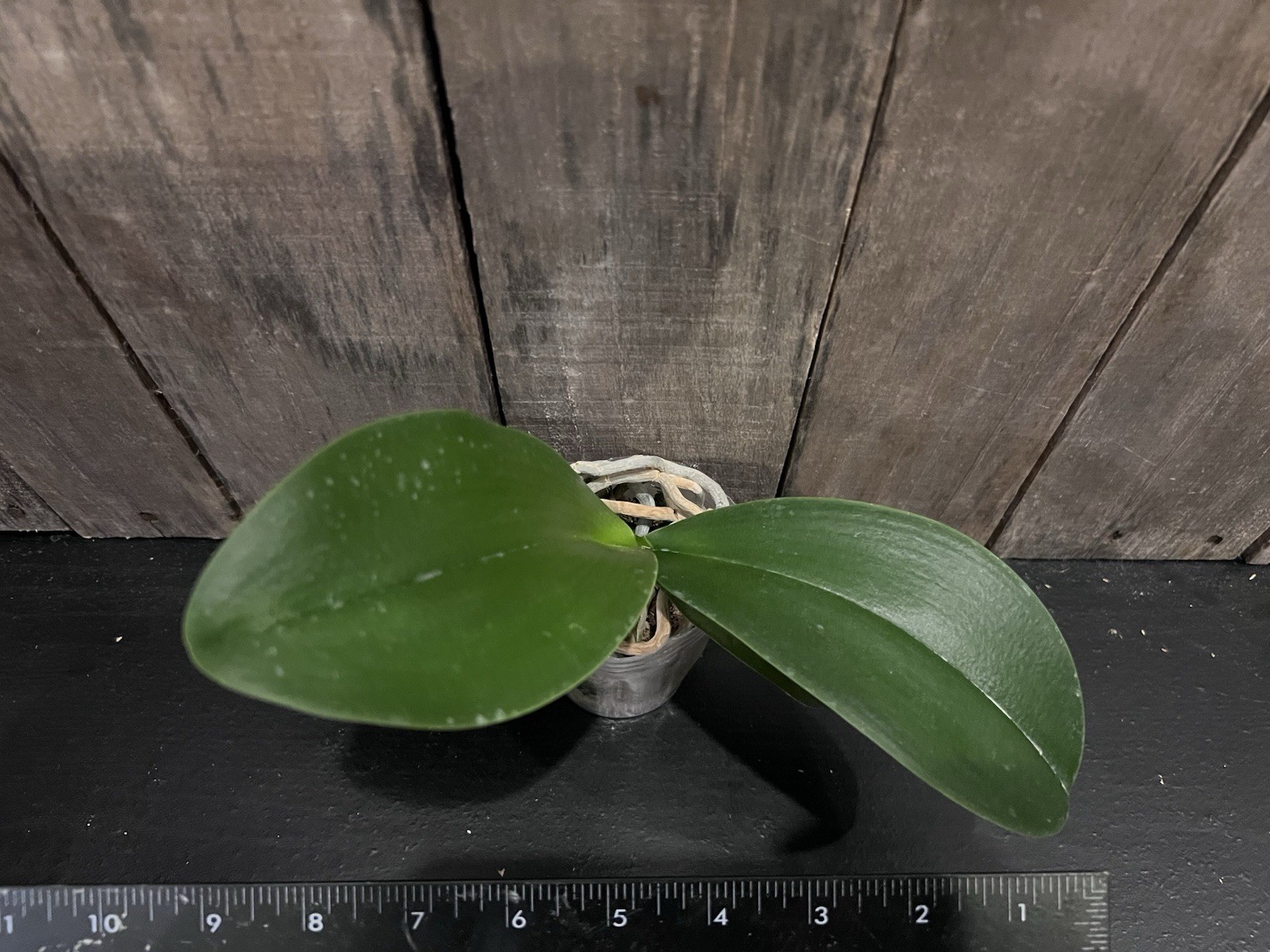 Phal. Yen Shuai Sweet Girl ‘Promise’ (peloric), Blooming Size, FREE Shipping