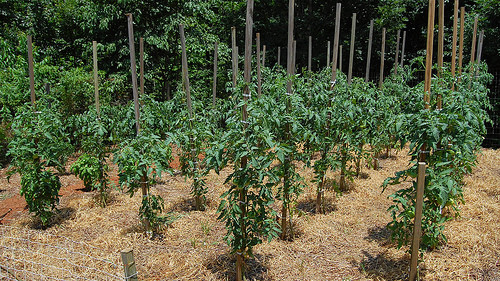 Light Blue Cherry heirloom tomato seeds non-gmo DIFFERENT UNIQUE STRAIN