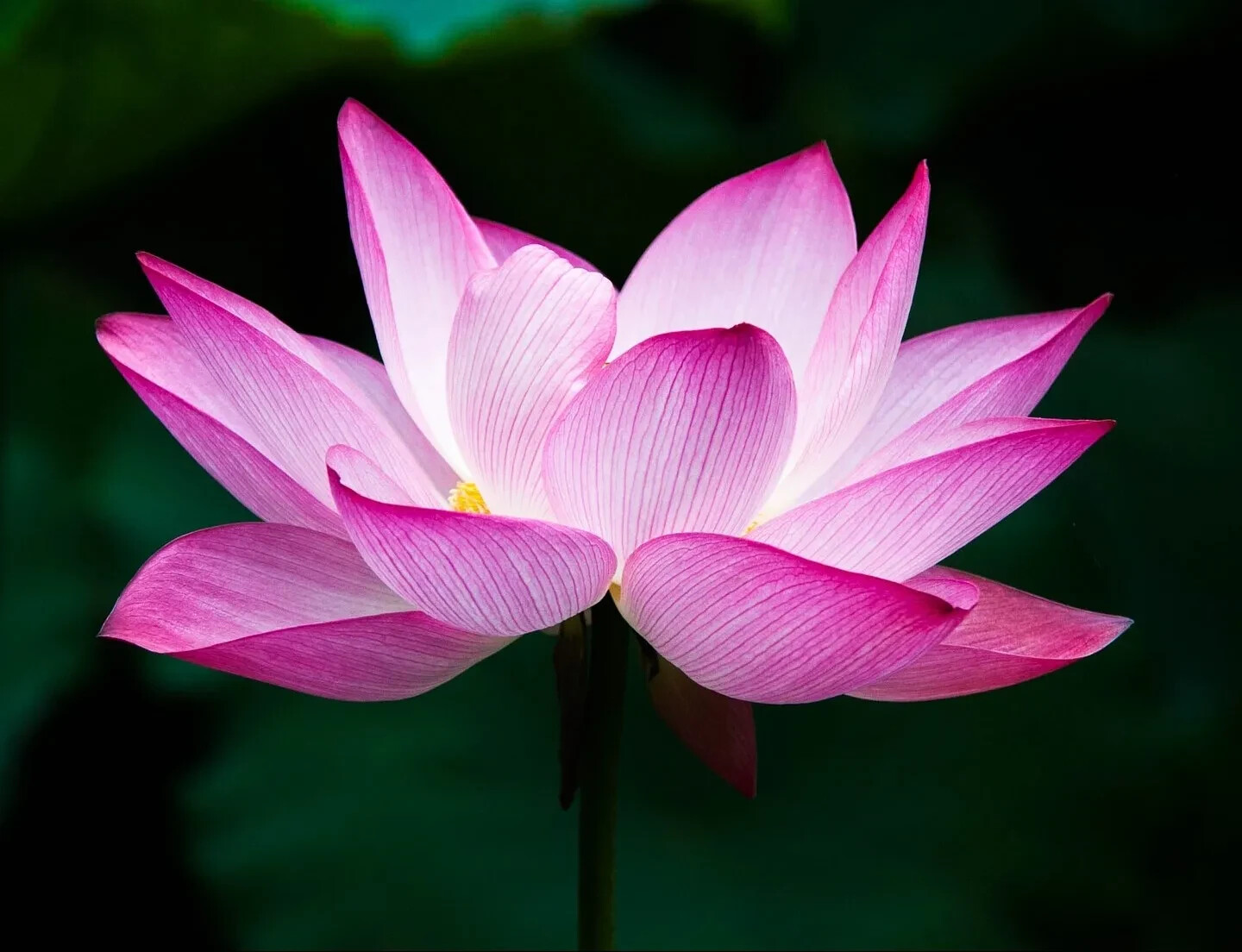 Sacred Lotus Flower Seeds (Nelumbo nucifera) Edible Aquatic Water Lily Plant