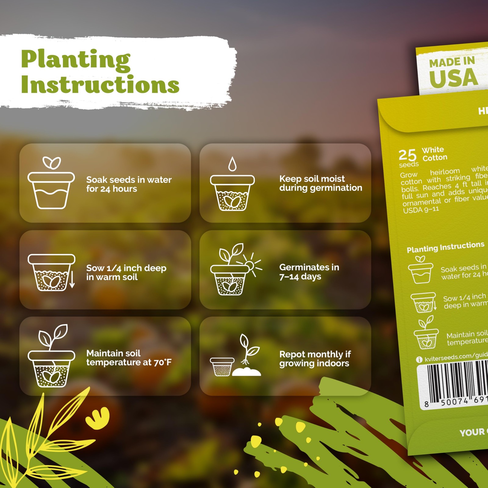 KVITER 25 White Cotton Seeds for Planting (Gossypium hirsutum)