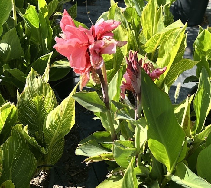 Canna Lily California Pink 1 Live Flower Plant Bush Bulbs Tall Green Leaves Easy
