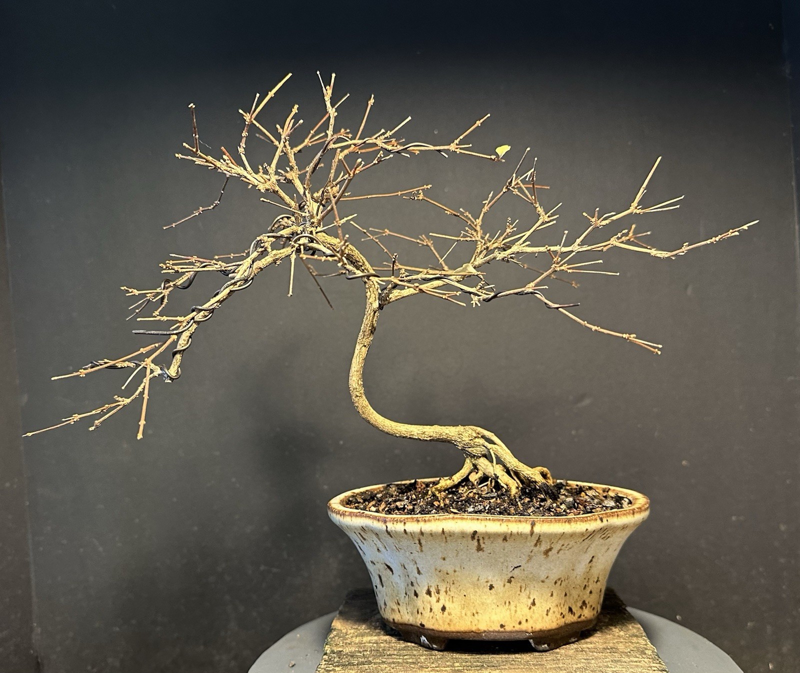 Bonsai Tree Japanese Musk Maple, Premna japonica, 11” tall quality Pot