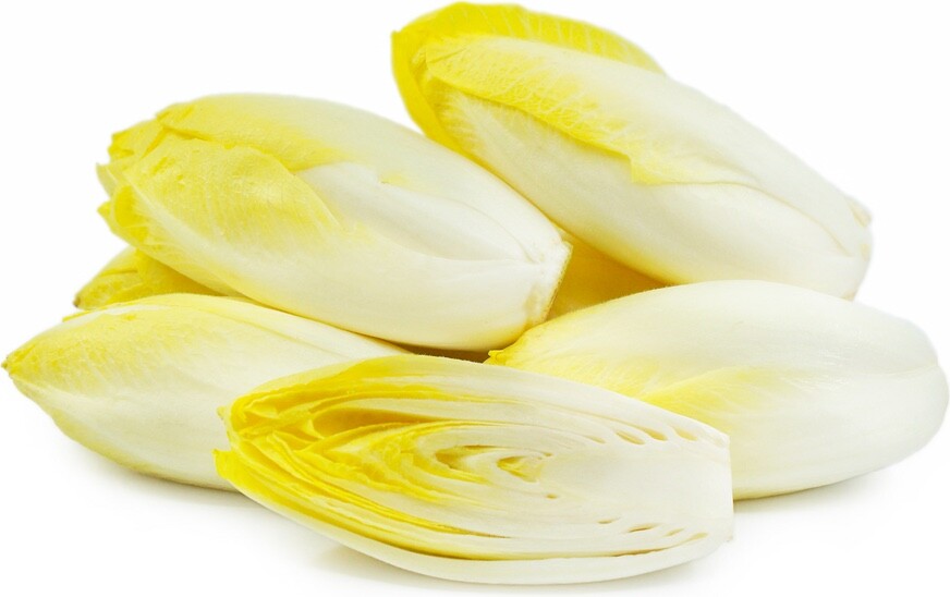 500+ Organic Belgian Endive Seeds, Witloof Chicory Witloof Chicon, 2025 Season