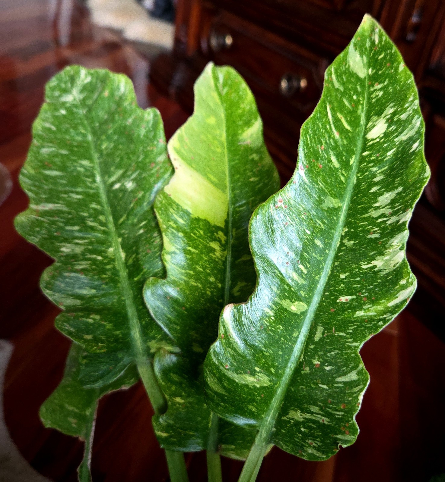 RARE XL Philodendron Ring Of Fire 30″ Tall 1 Gal Pot No Monstera Anthurium Aroid