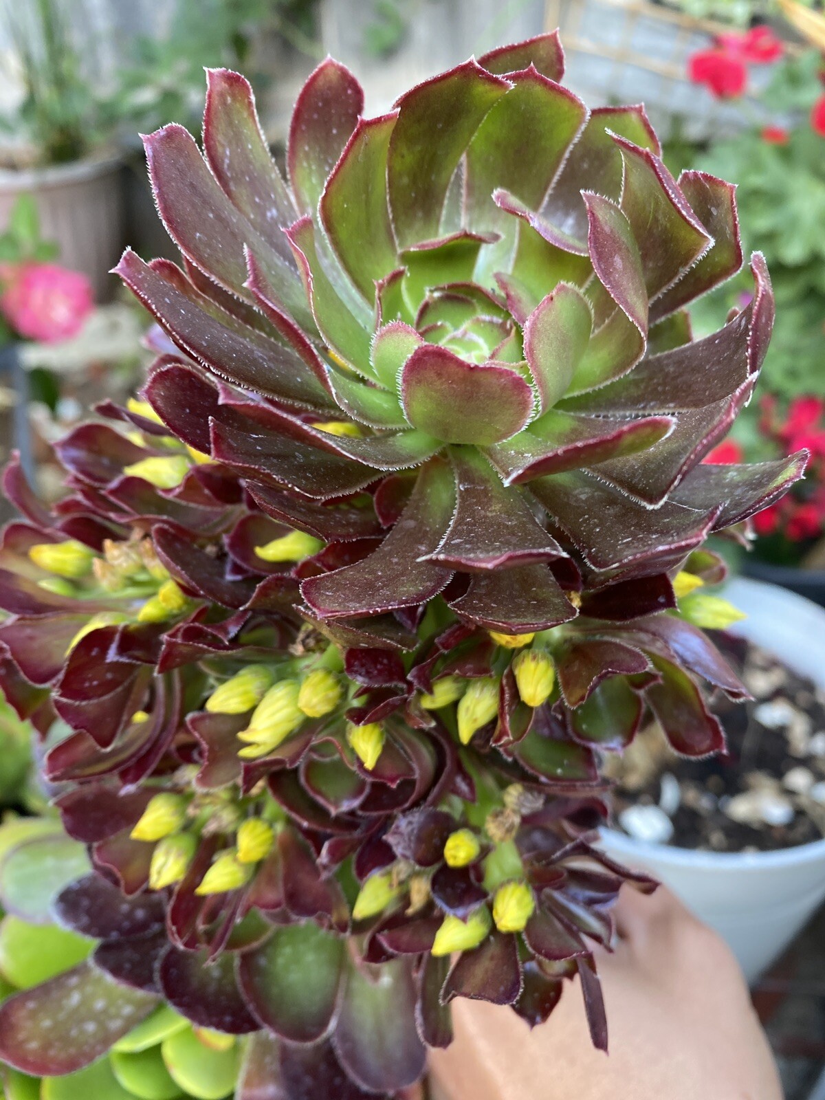 4 RARE Succulent Cuttings Aeonium Arboreum for $18.99 ORGANIC