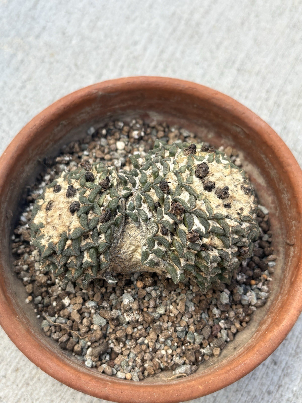 A. kotschoubeyanus