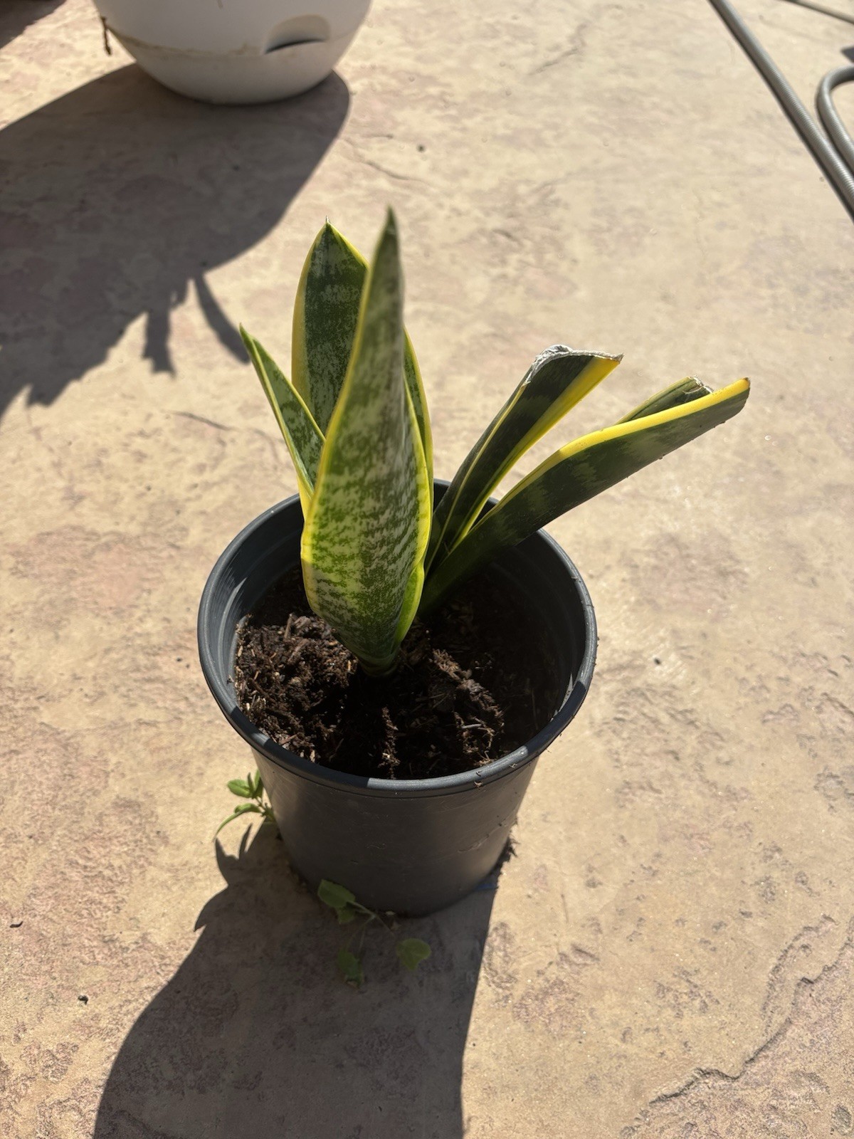 SNAKE PLANT Mother plant ! (Sansevieria Zeylanica Rooted filter Free Shipping!