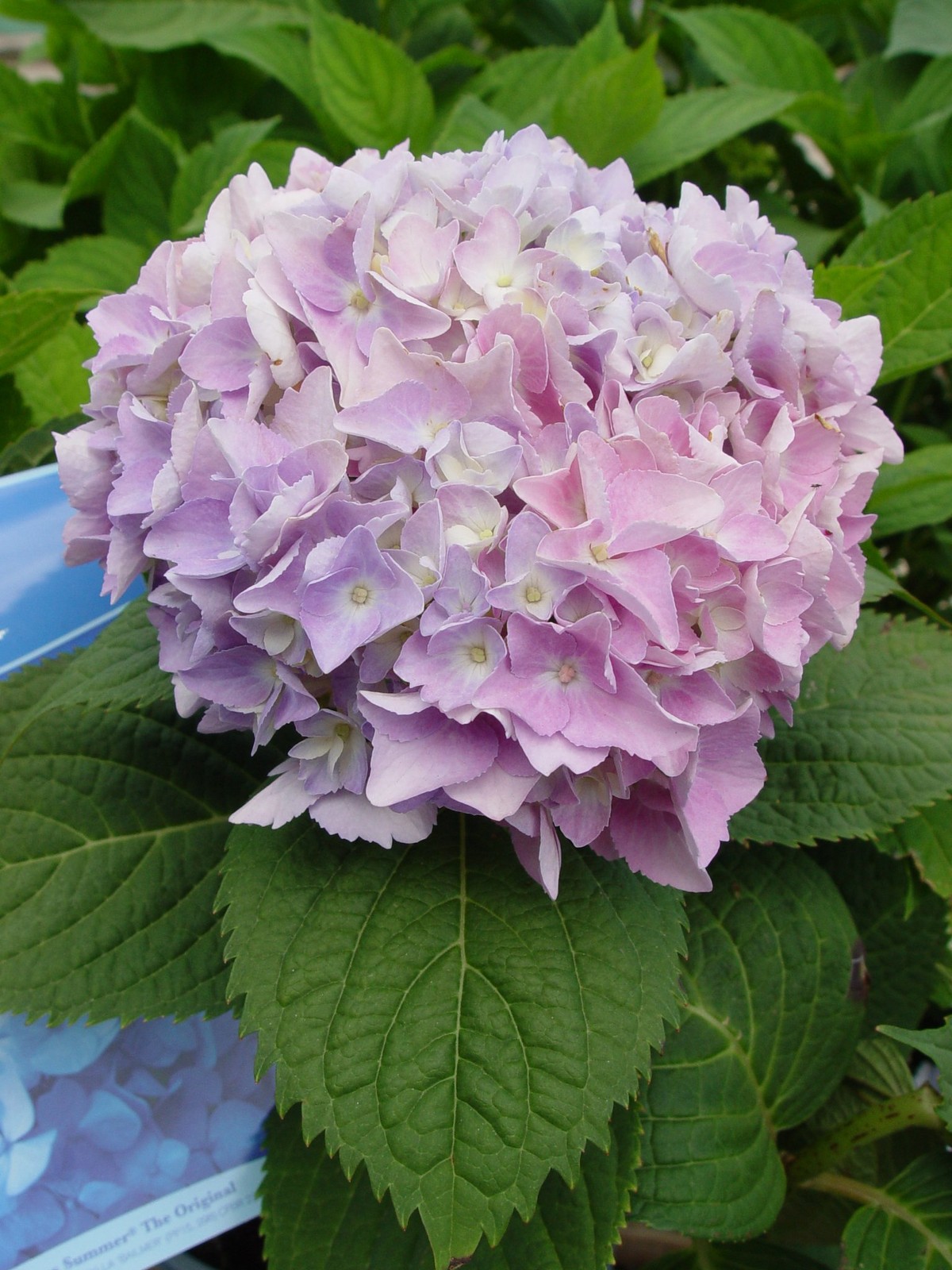 Green Promise Farms Endless Summer Collection – Hydrangea Mac. Endless Summer