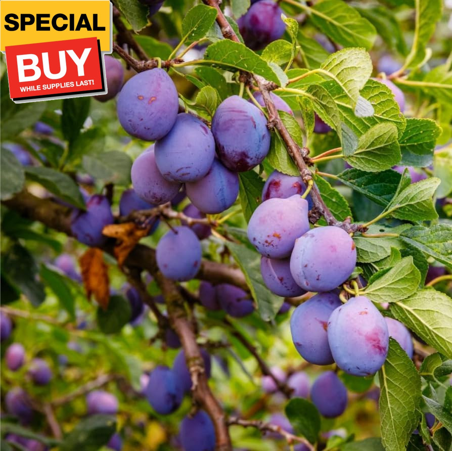 10+ Wild Plum Tree Fruit Seeds for Planting Outdoor-Perennial Native Prunus Amer
