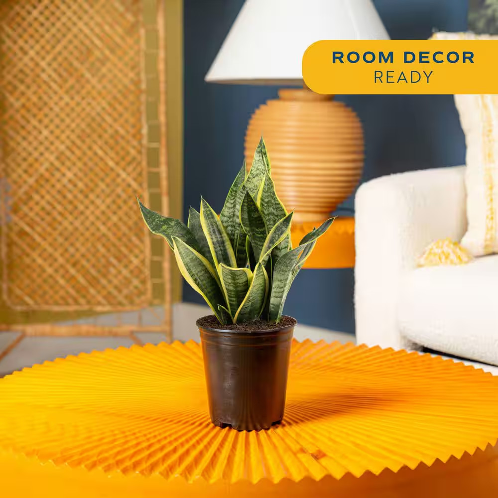 Grower’S Choice Sansevieria Indoor Snake Plant in 6 In. Grower Pot, Avg. Shippin
