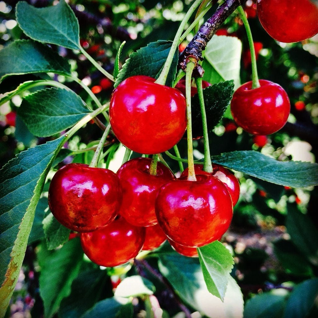 Montgomery Cherry Fruit Tree Cuttings – 10 cuttings, Ripening Red Fruit, Edible