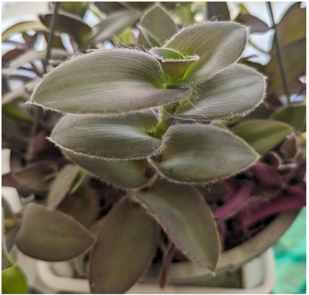 Purple Furry Wandering Jews Tradescantia 5 Cuttings, in 2″ or 4″ Pot