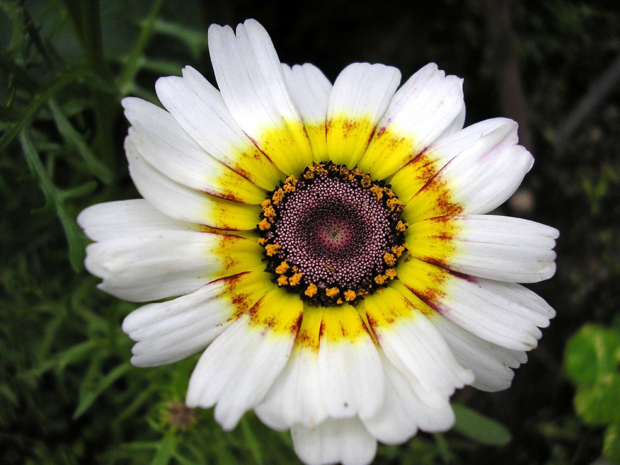 daisy, PAINTED TRICOLOR tri color 240 seeds GroCo* (BUY ANY 10 ITEMS-SHIPS FREE)