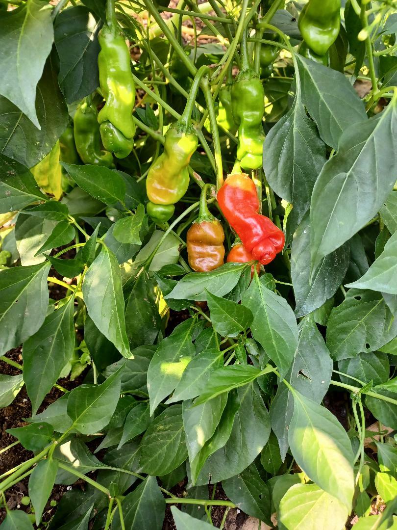 10 seeds red Peter Pepper Heirloom Very Hot XXX rare chili funny & unique gift!