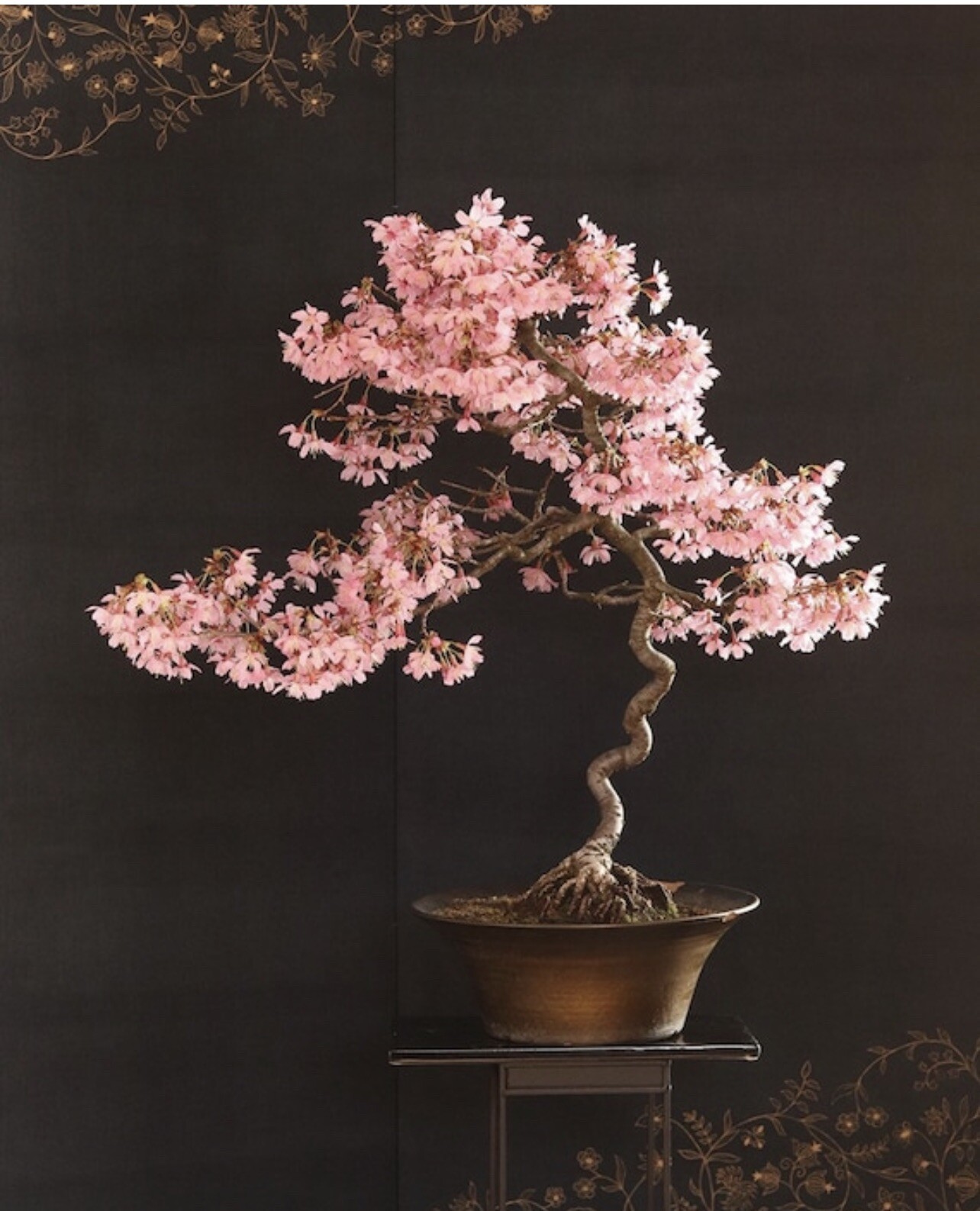 2 Okame and 2 Yoshino cherry (live tree seedling 7 to 13 inches)