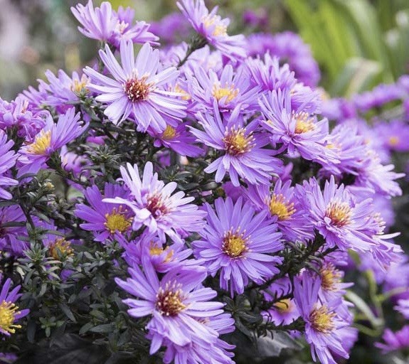 NEW ENGLAND ASTER SEEDS (Aster novae-angliae) | 500 Seeds , Perennial – USA