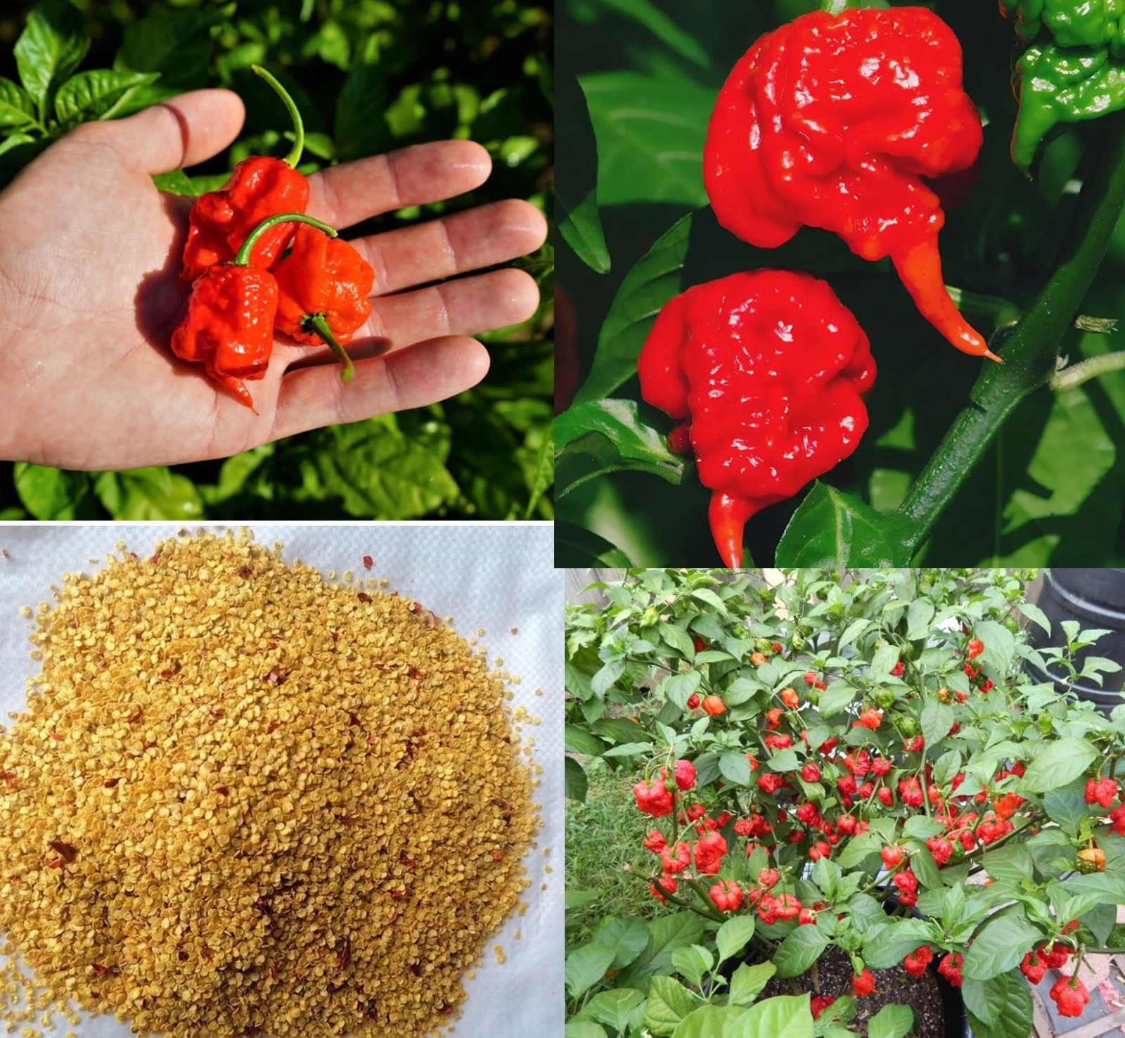 100PCS Carolina Reaper Chili Pepper Seeds Hot Pepper Vegetable Seeds Heirloom