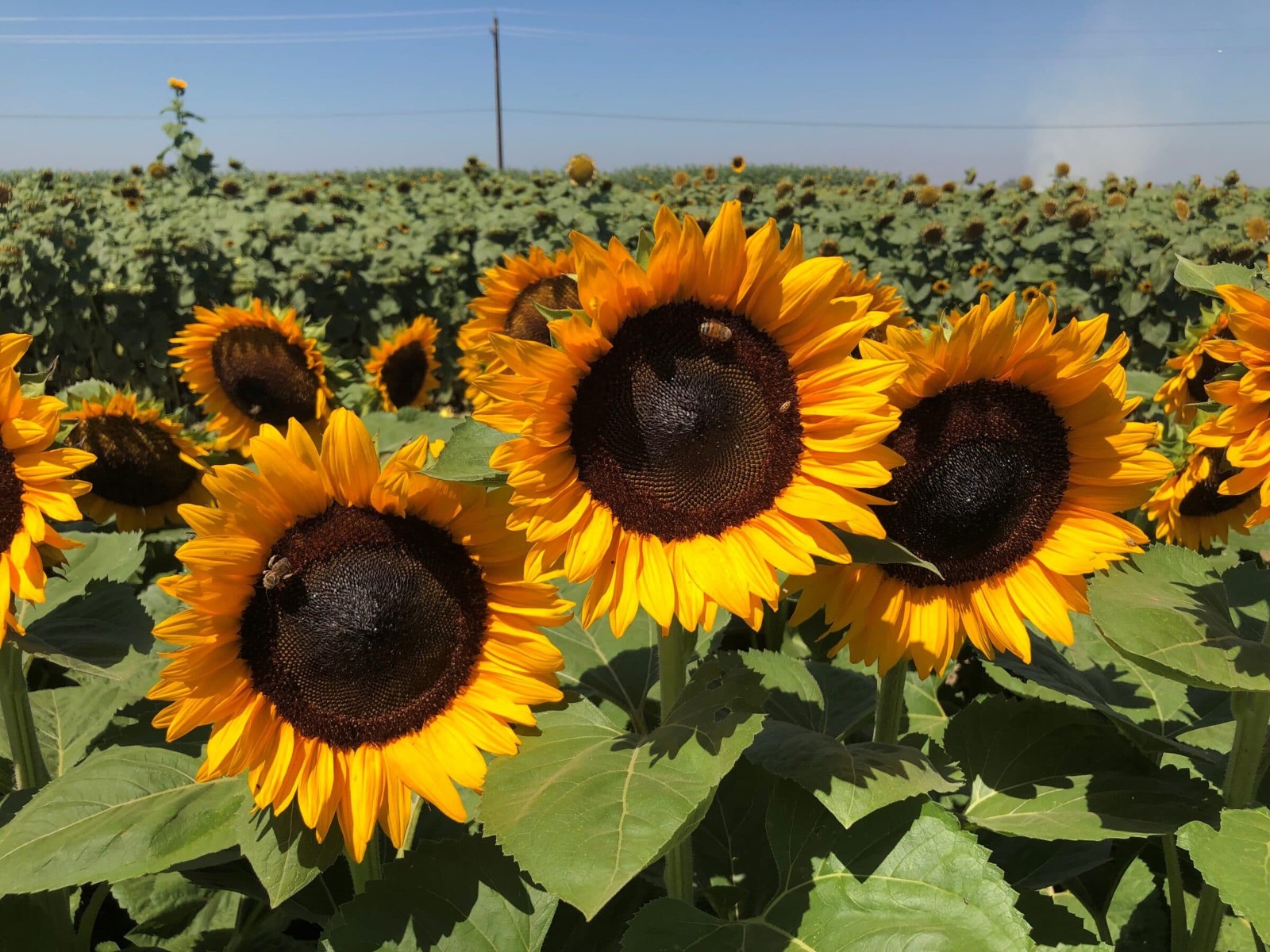 ProCut Orange Sunflower 10 Seeds Free Shipping!