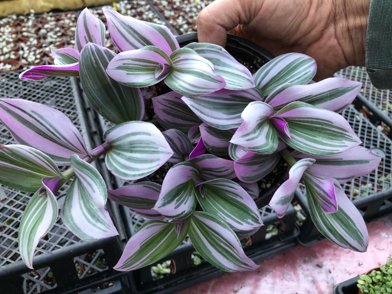 TRADESCANTIA ‘NANOUK’ (PINK WANDERING JEW) TRADESCANTIA FLUMINENSIS 2 1/4 INCH