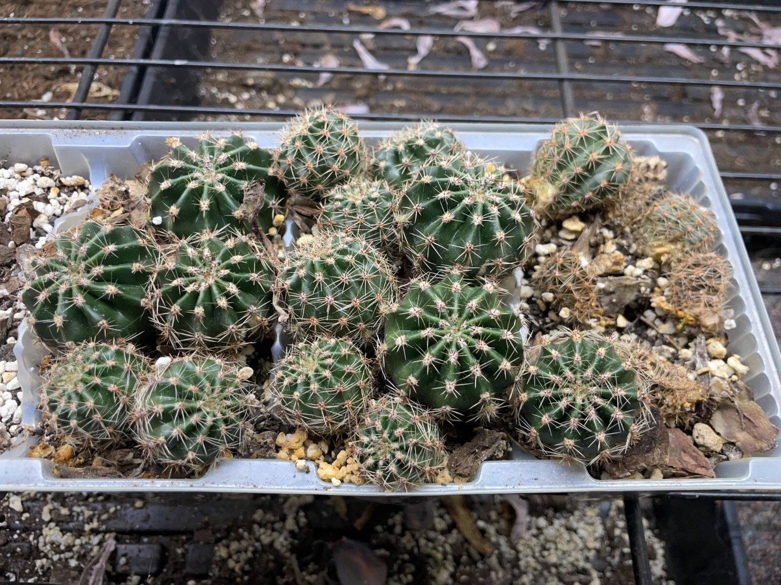 Echinopsis(Easter Lily Cactus)
