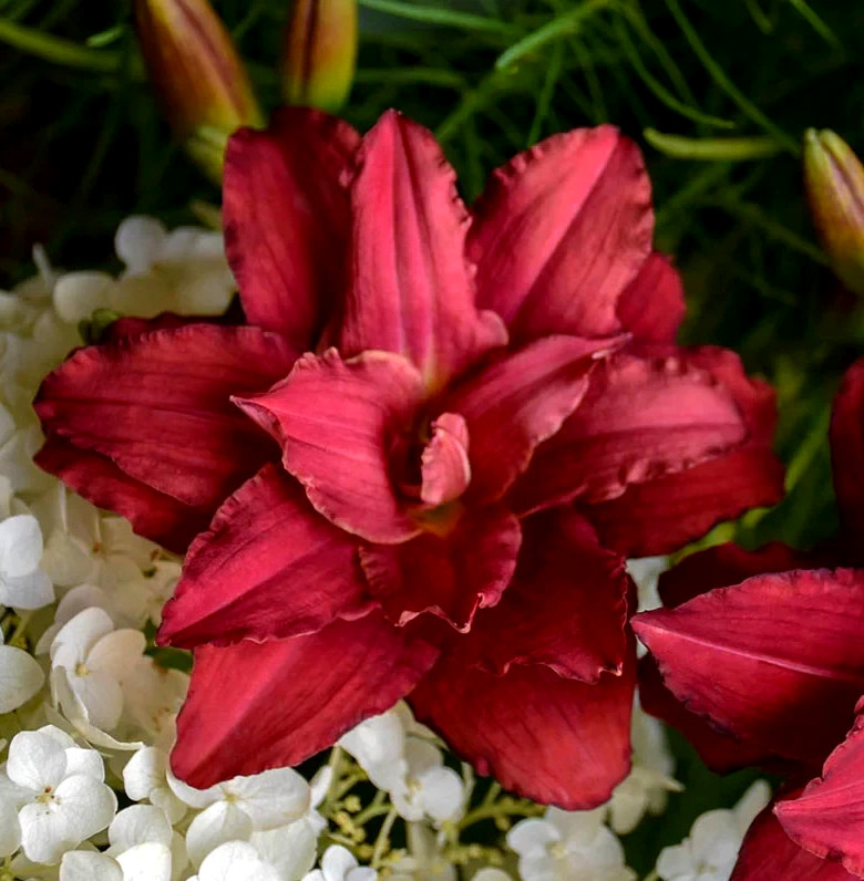 Double Pardon Me Fragrant Reblooming Mini Daylily Premium Perennial 2 Fans