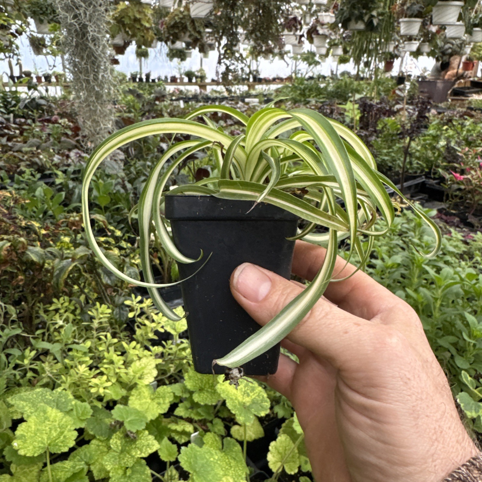 Curly Spider Plant – Chlorophytum commosum ‘BONNIE’