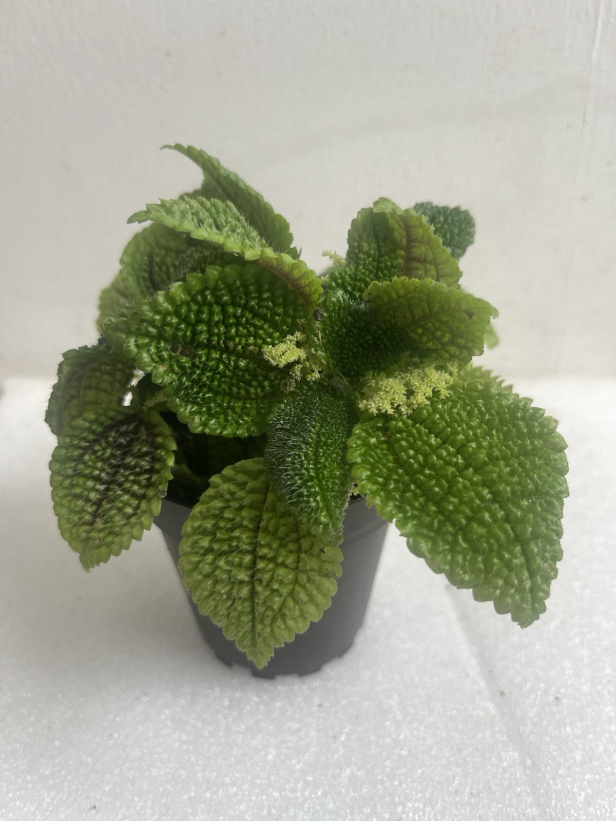Pilea moon valley- Terrarium Plant-3.8In Pot