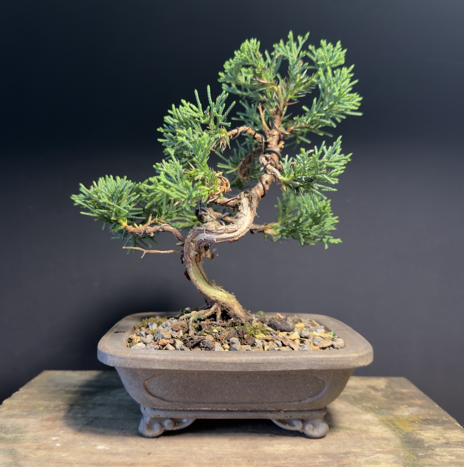 Shimpaku Mame Bonsai Itoigawa 8” Tall Jin/Shari, Yixing pot W Chop