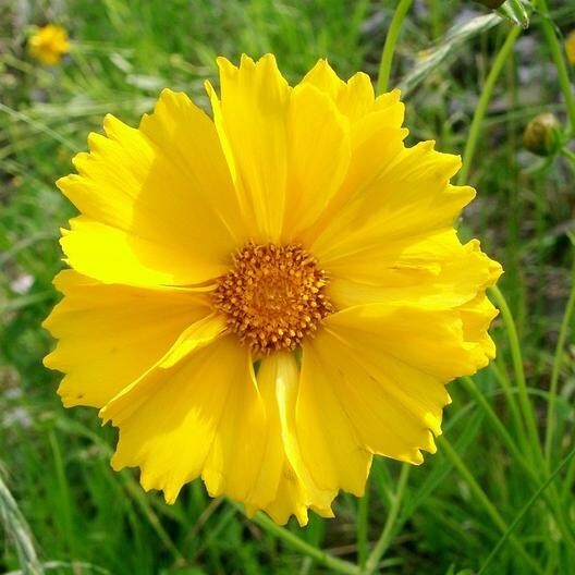 Coreopsis LANCE-LEAVED TICKSEED Perennial Butterfly Garden Non-GMO 200 Seeds!