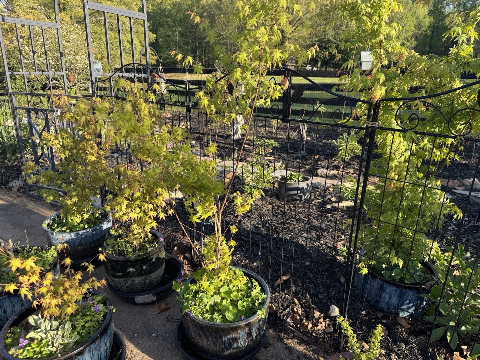 Four Japanese Maple Seedling 3 to 5 inches Ornamental Tree Sango kaku POTTED