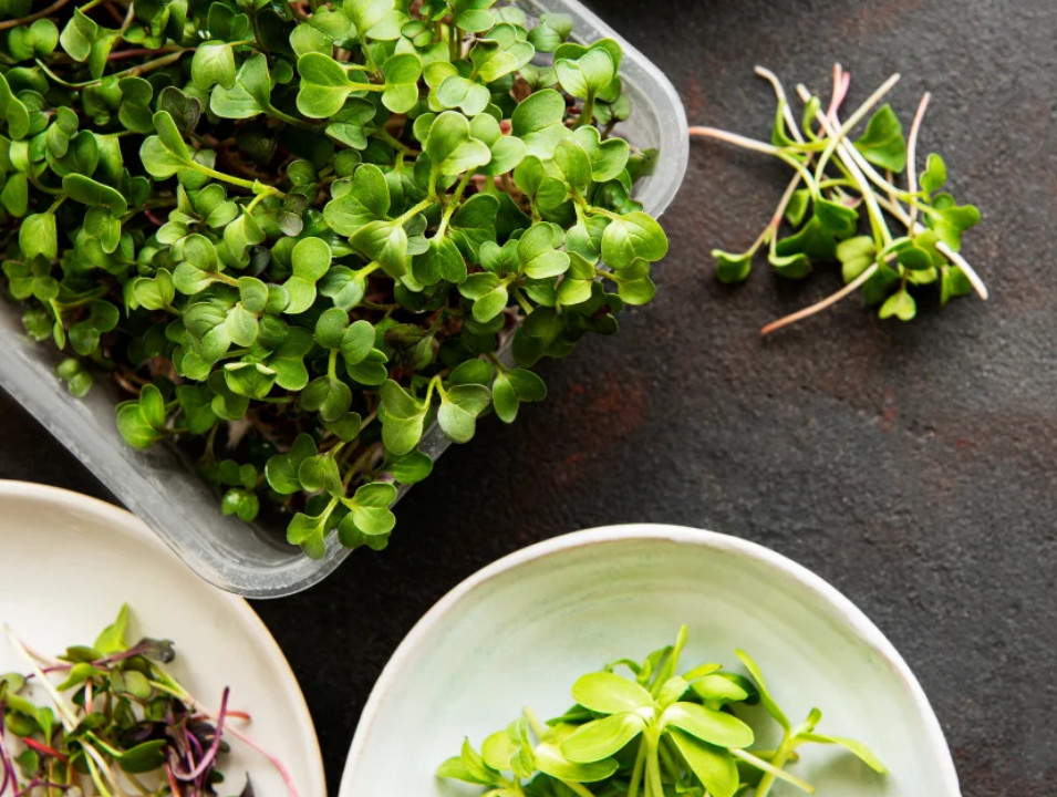 Organic MICROGREEN Seeds | Fresh Heirloom Non GMO Sprouting Seeds