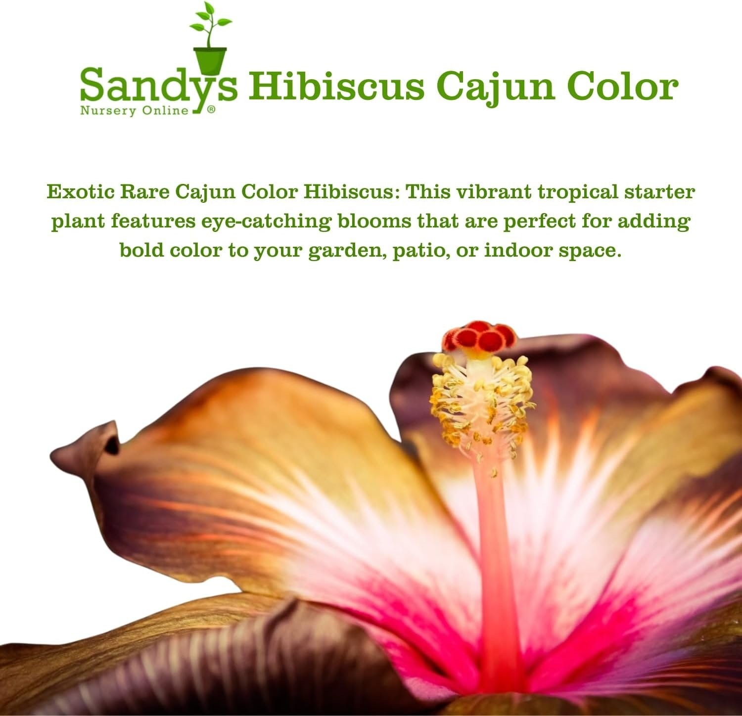 Hibiscus Cajun Color Black Dragon, Starter Plant