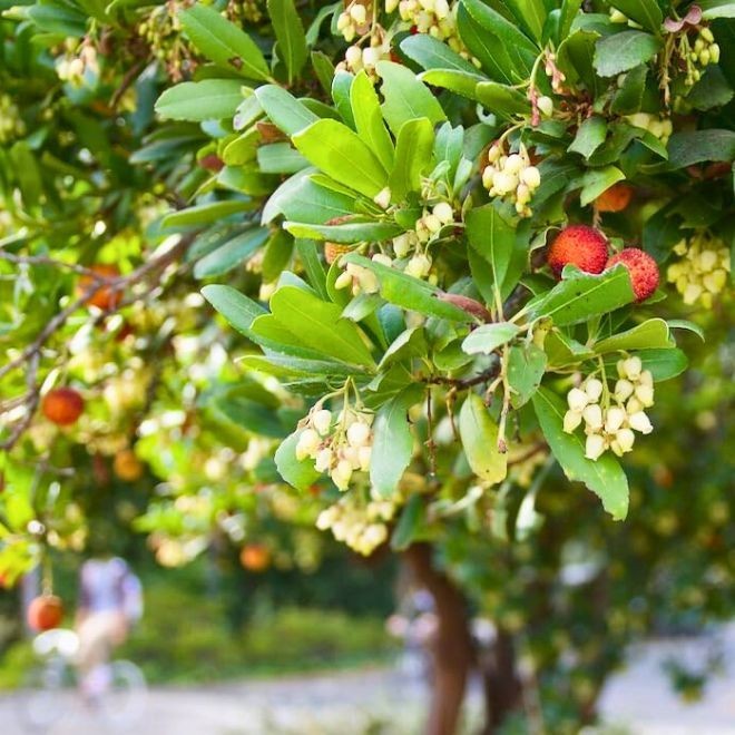 Arbutus Unedo – Strawberry Tree – Live Plants – Sweet Beauty in 2.5 Inch Cubes