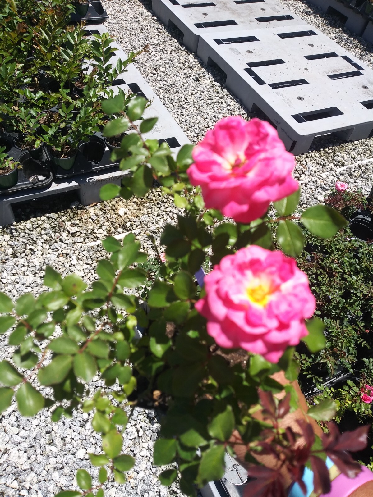 Coral Drift® Groundcover Rose – Live Plant ( 1 QT )