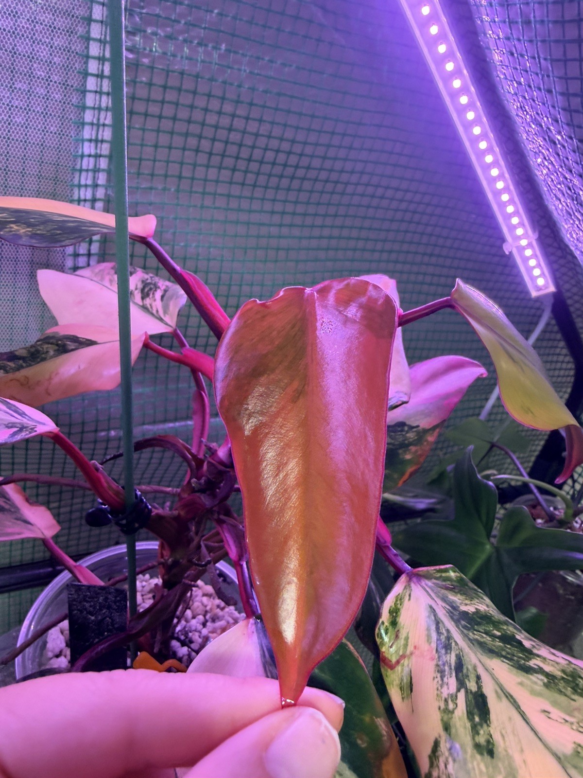 Rare Variegated philodendron strawberry shake 2 leaf top cut – mama last pic nfs