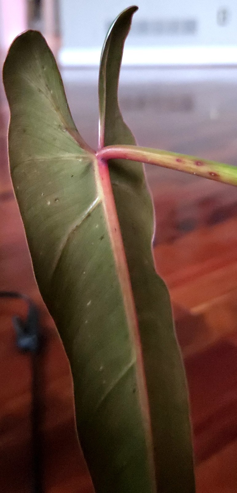 Rare Philodendron Spiritu Sancti 20″ Tall Aroid Not Monstera Anthurium Syngonium