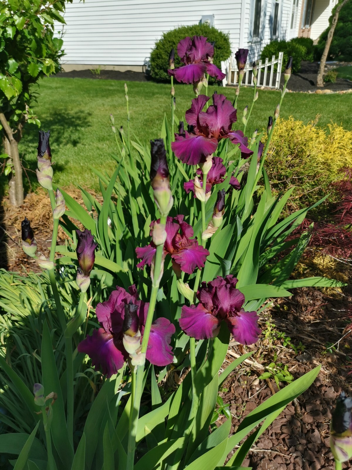 4 IRIS BULBS w/roots READY TO PLANT, Rare Vivid Purple Color
