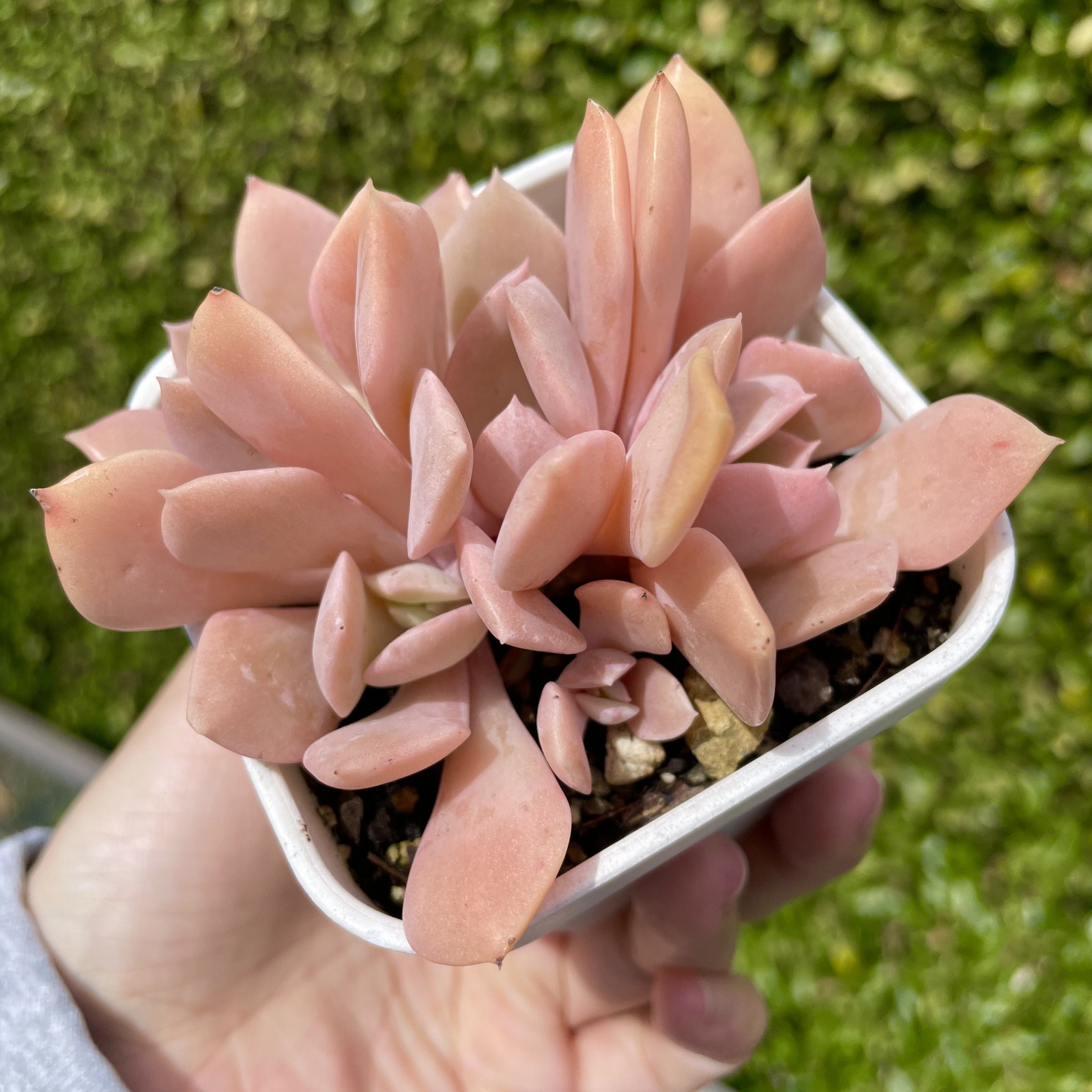 Rare Succulent Echeveria Misty Lilac 5-Head 3 Inches Pink Rooted Live Plant