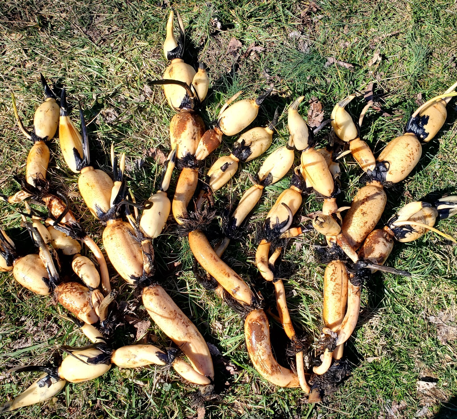Hurry to order live lotus tuber for planting to grow gigantic edible tubers 莲藕种苗