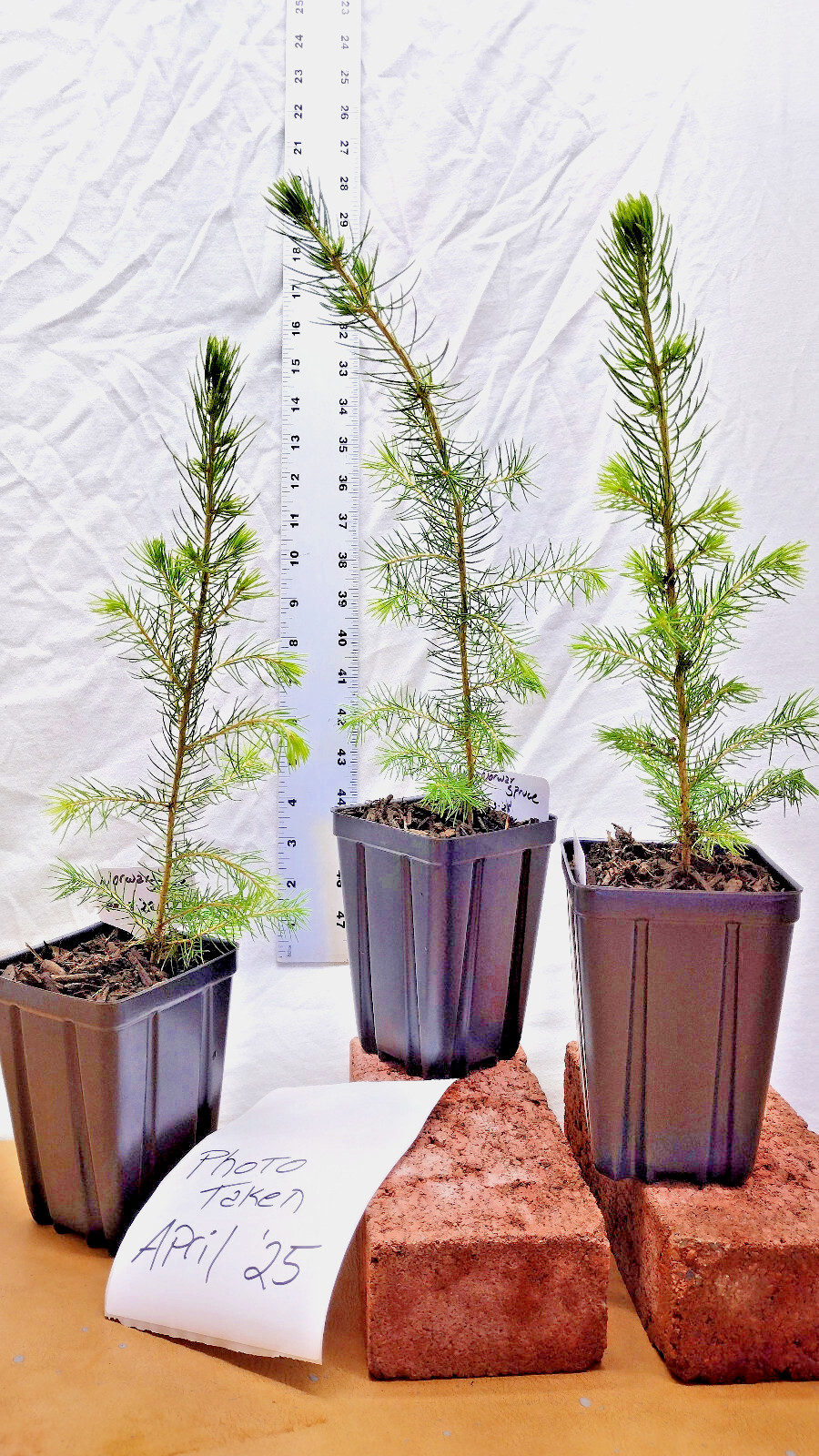 Norway Spruce 1 year old tree in nursery pot. Picea abies. Live