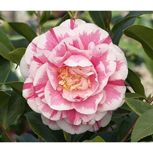 Lady Vansittart**Camellia Japonica-Live Starter Plant -Highly Variable Blooms!