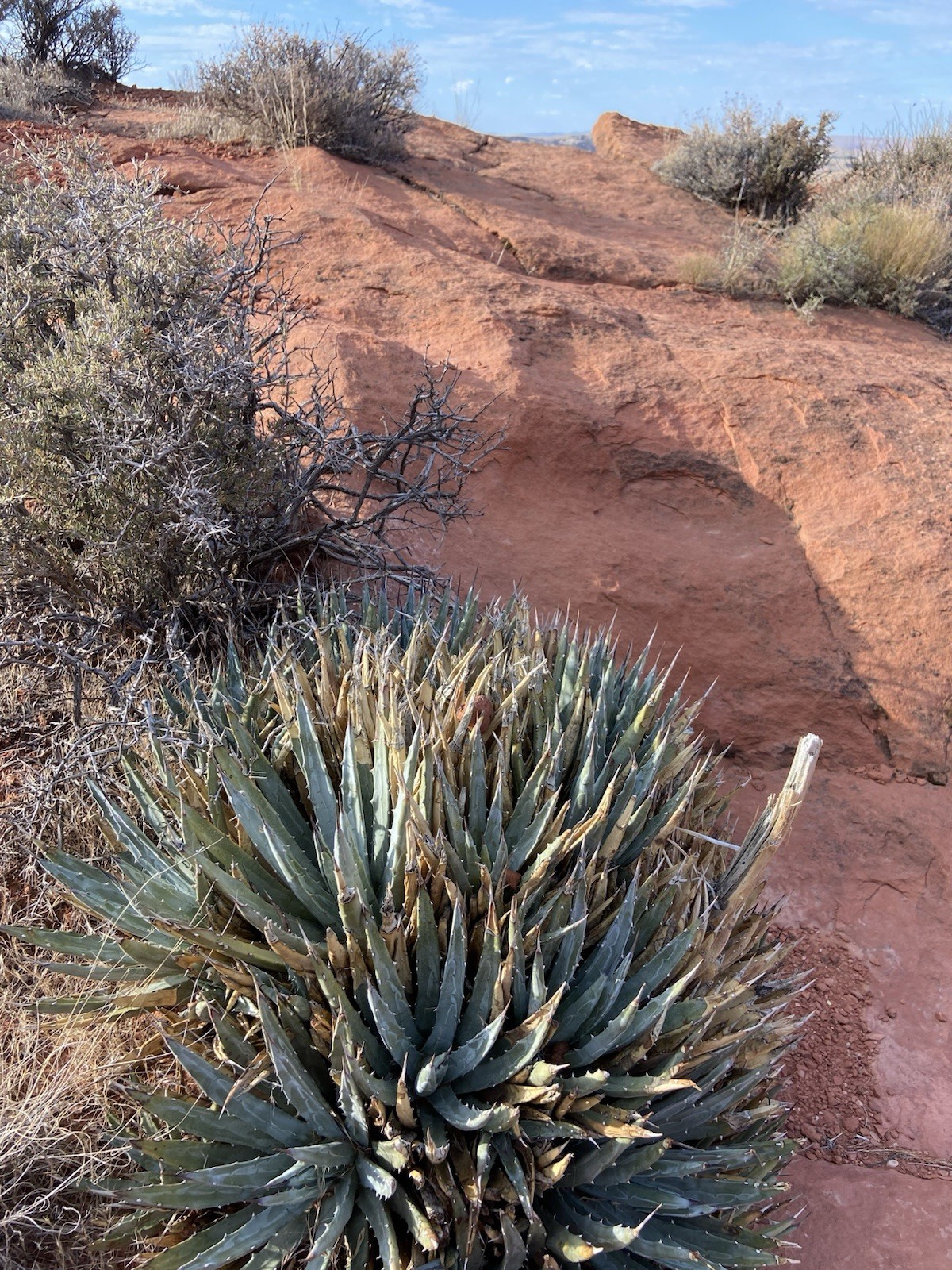 AG01: Utah Agave Cold Hardy Agave utahensis ssp. utahensis